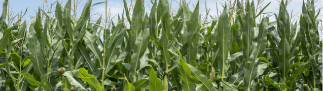 Screen Shot 2016-07-26 at 7.49.25 AM